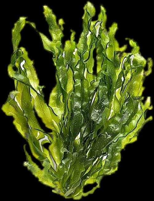 Spirulina